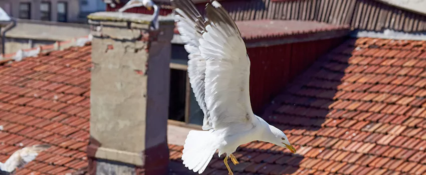 Residential Chimney Animal Removal Solution in Pampa, TX